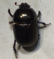 Geotrupes blackburnii