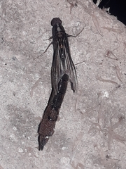 Atractocerus