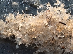 Amathia verticillata