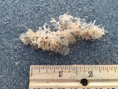 Amathia verticillata