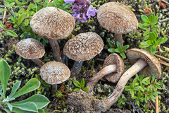 Inocybe impexa