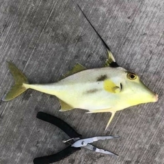 Tripodichthys angustifrons