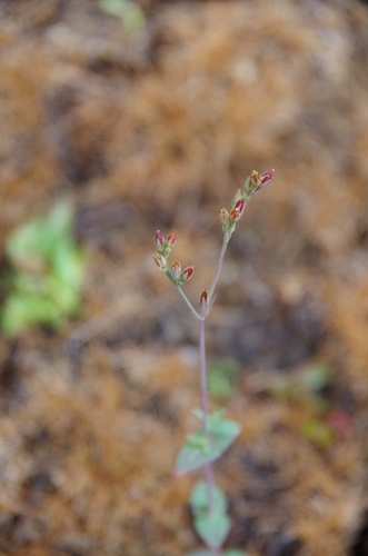Claspingleaf St. Johnswort (Hypericum gymnanthum)
