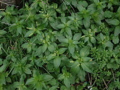 Mercurialis annua