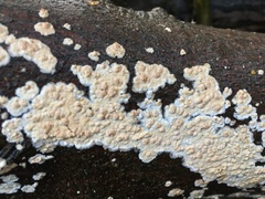 Cylindrobasidium laeve