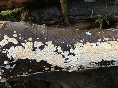 Cylindrobasidium laeve