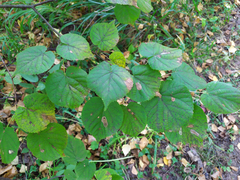 Phyllonorycter issikii