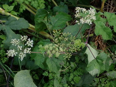 Heracleum sphondylium