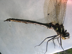 Somatochlora elongata