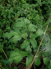 Heracleum sphondylium