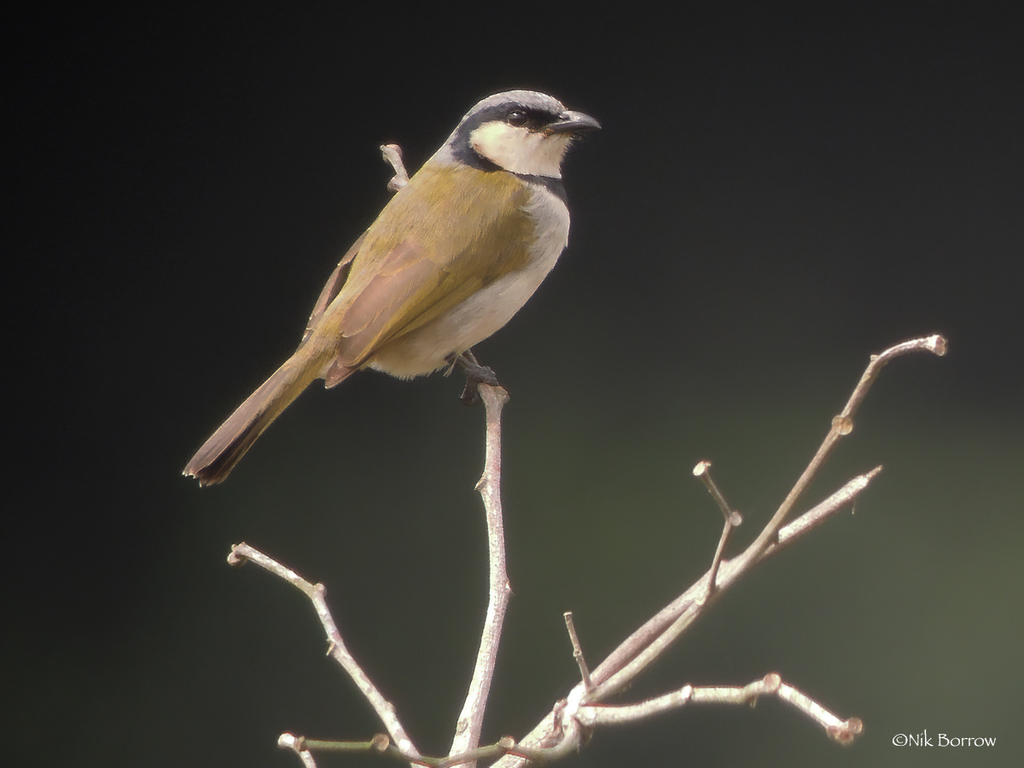 Black-Collared Bulbul