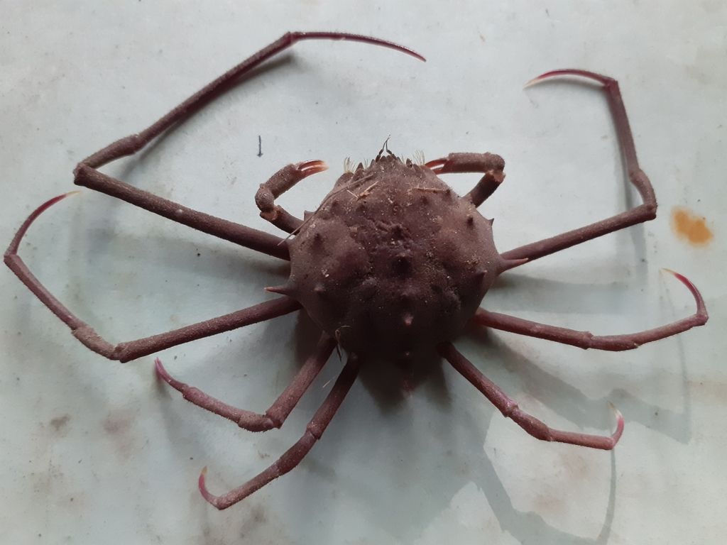 Doclea macracanthus