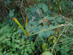Cyperus longus