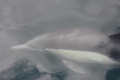 Delphinus