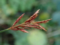 Cyperus longus