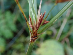 Cyperus longus
