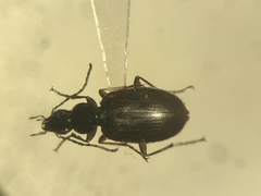 Agonum aeruginosum