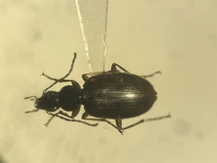 Agonum aeruginosum