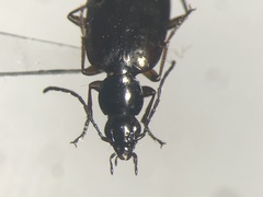Agonum aeruginosum