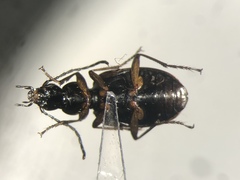 Agonum aeruginosum