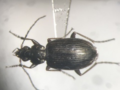 Agonum excavatum