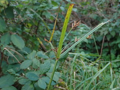 Cyperus longus