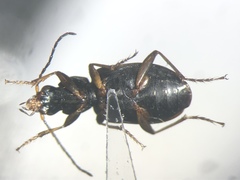 Agonum excavatum
