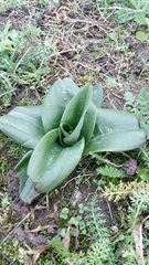 Himantoglossum hircinum