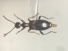 Malporus formicarius