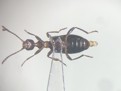 Malporus formicarius