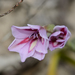 Coastal Gladiolus - Photo (c) Peter Swart, some rights reserved (CC BY-NC), uploaded by Peter Swart
