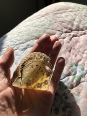Pinctada imbricata