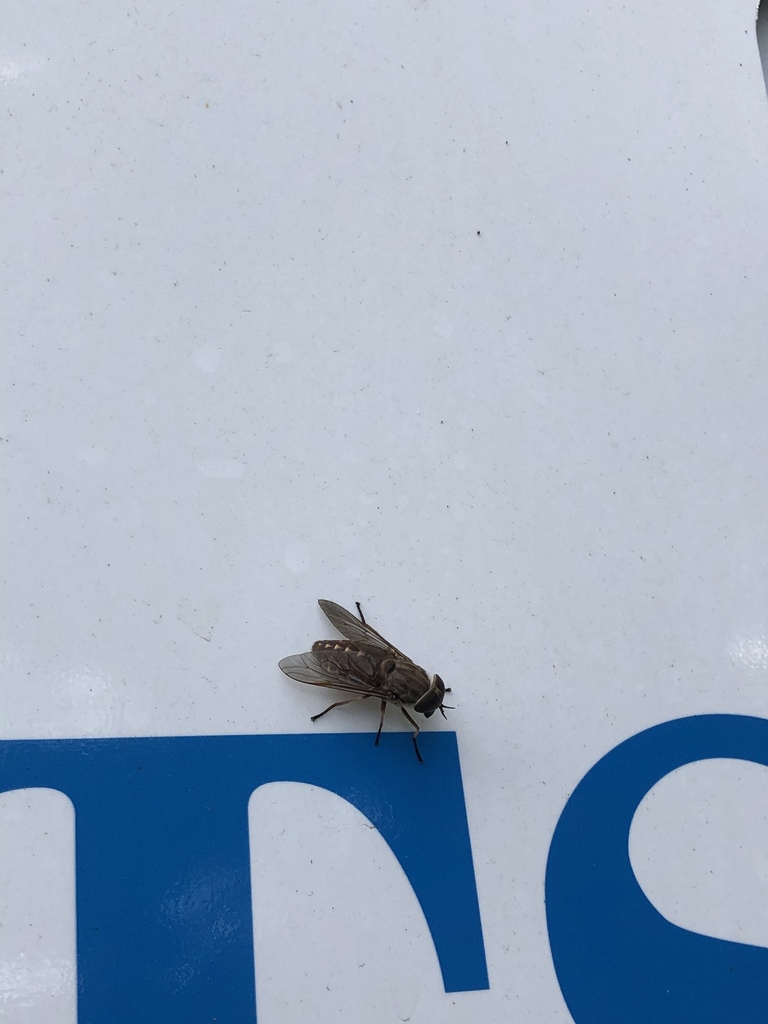 Striped Horse Fly from Hartland Way, Acton, MA, US on September 03