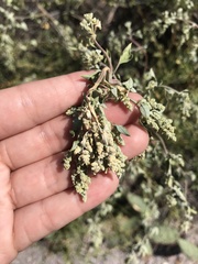 Atriplex wrightii