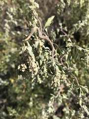 Atriplex wrightii