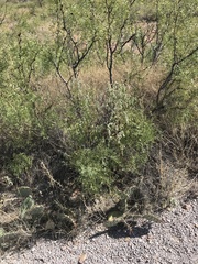 Atriplex wrightii