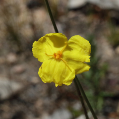 Xyris gracilis