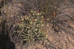 Euphorbia loricata