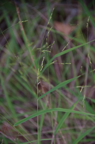 Image of Leersia monandra by (c) Eric Knight, some rights reserved (CC BY)
