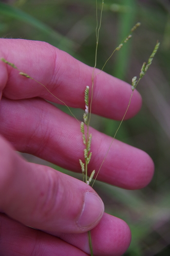Bunch cutgrass (Leersia monandra)