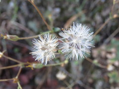 Brickellia cuspidata