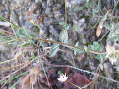 Brickellia cuspidata