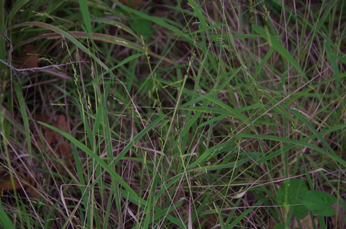 Image of Bunch Cutgrass (Leersia monandra) by (c) Eric Knight, some rights reserved (CC BY)