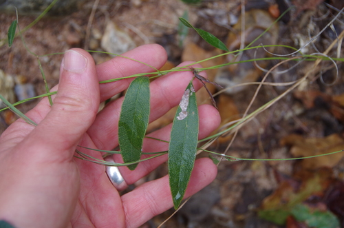 Image of Nanogalactia heterophylla by (c) Eric Knight, some rights reserved (CC BY)
