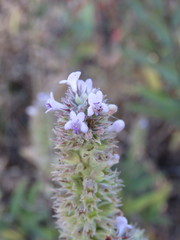 Hyptis rhytidea