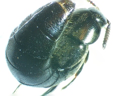 Aleochara lata