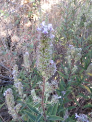 Hyptis rhytidea