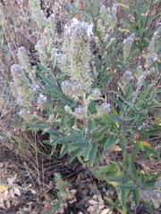 Hyptis rhytidea