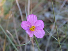 Cosmos crithmifolius