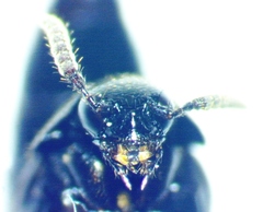 Aleochara lata